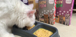 Load and play video in Gallery viewer, White Cat having chicken meal